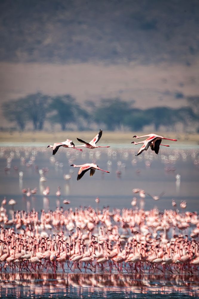 Lesser flamingos rest and feed in Lake Magadi inside Ngorongoro Crater-Tanzania art print by Larry Richardson for $57.95 CAD