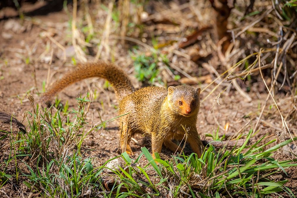 A dwarf mongoose-like other mustelids-is curious art print by Larry Richardson for $57.95 CAD