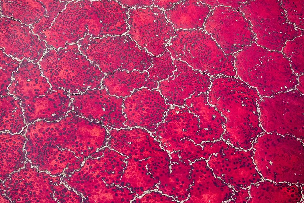 Africa-Tanzania-Aerial view of patterns of red algae and salt formations in shallow salt waters art print by Paul Souders for $57.95 CAD