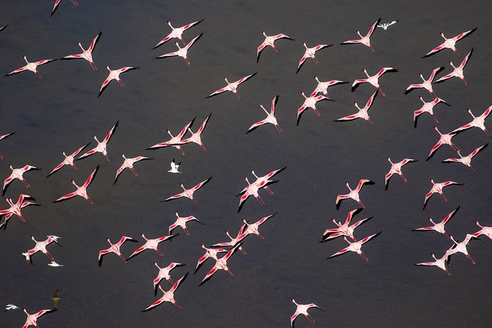 Africa-Tanzania-Aerial view of flock of Greater and Lesser Flamingos flying above salt waters art print by Paul Souders for $57.95 CAD