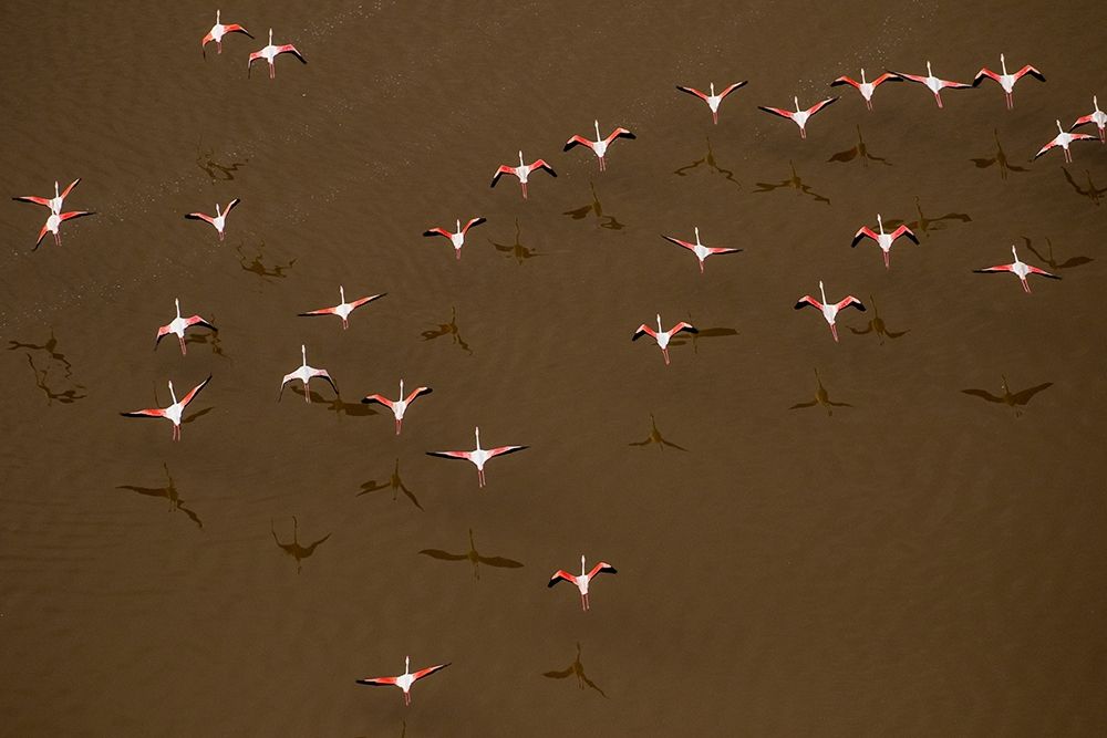 Africa-Tanzania-Aerial view of flock of Greater and Lesser Flamingos flying above salt waters art print by Paul Souders for $57.95 CAD