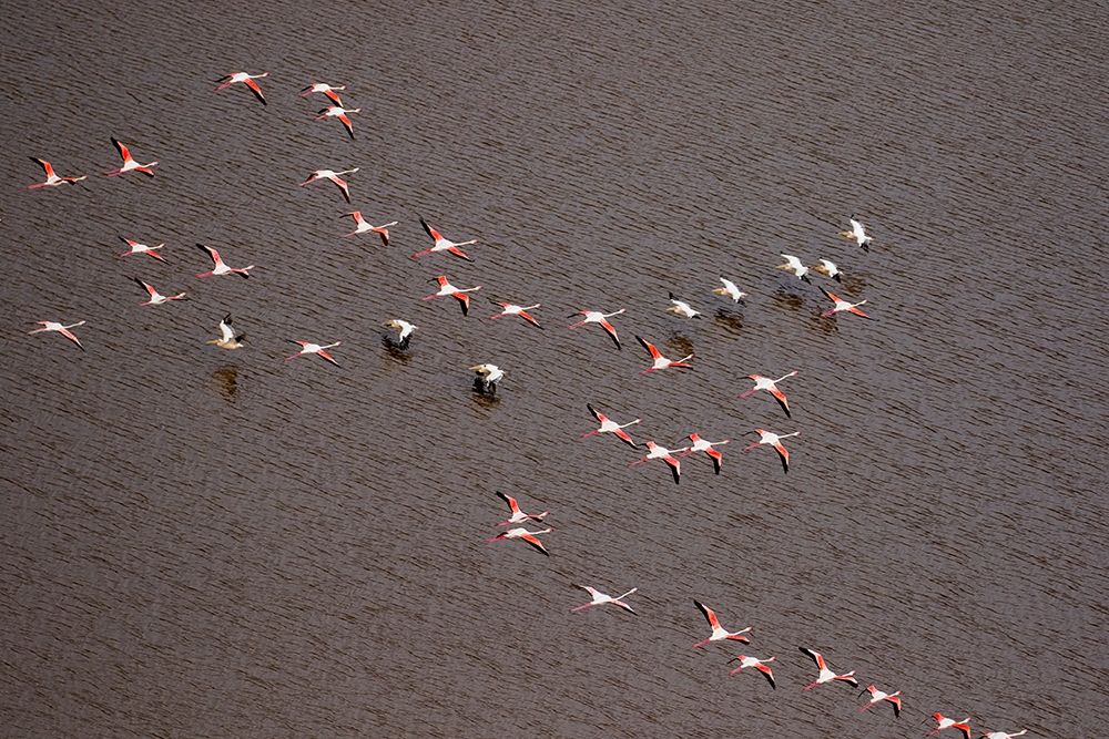 Africa-Tanzania-Aerial view of flock of Greater and Lesser Flamingos flying art print by Paul Souders for $57.95 CAD