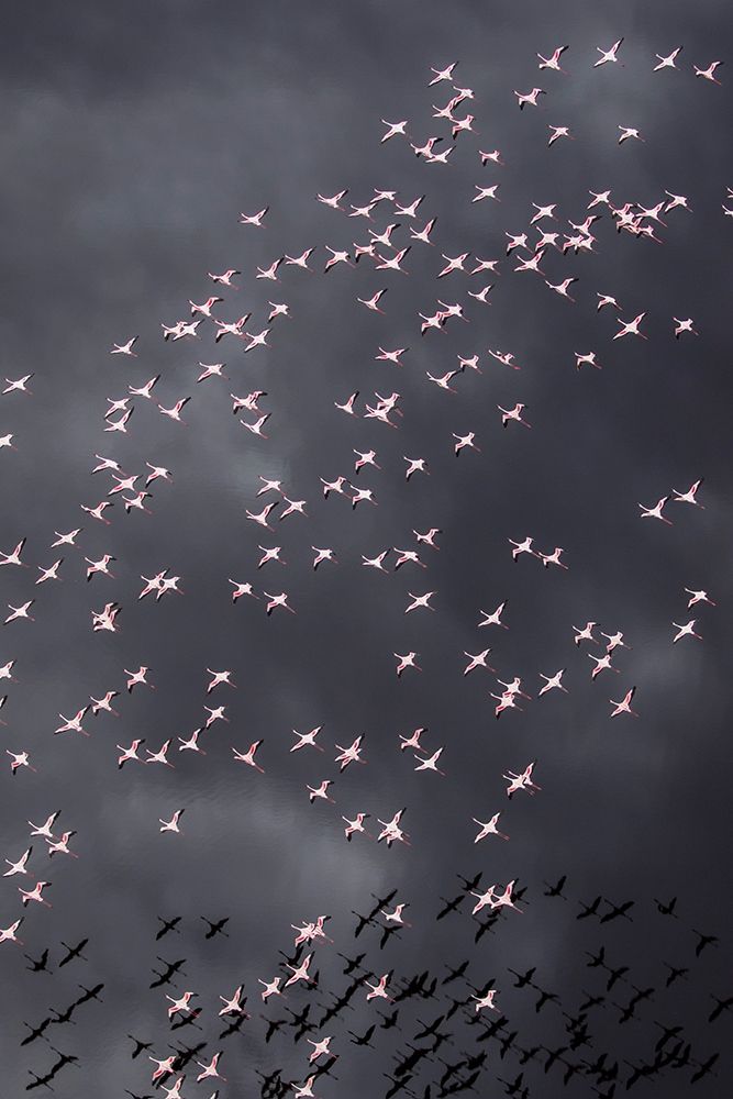 Africa-Tanzania-Aerial view of flock of Greater and Lesser Flamingos flying above salt waters art print by Paul Souders for $57.95 CAD