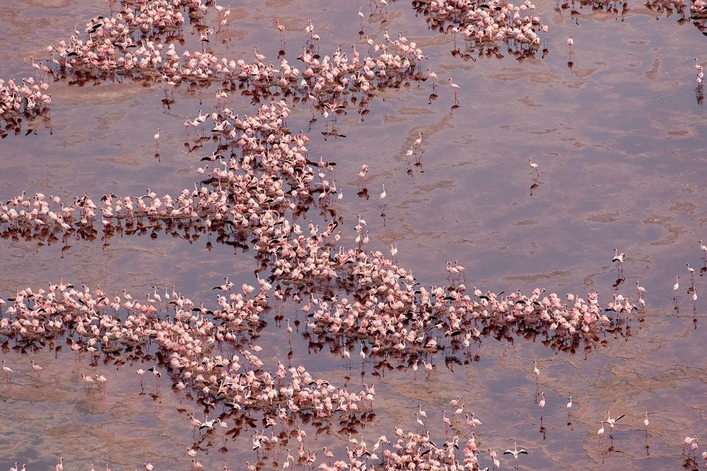 Africa-Tanzania-Aerial view of vast flock of Lesser Flamingos nesting in shallow salt waters art print by Paul Souders for $57.95 CAD