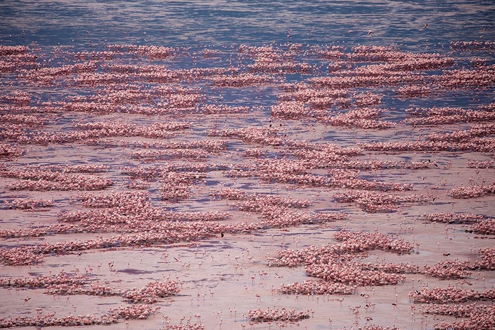 Africa-Tanzania-Aerial view of vast flock of Lesser Flamingos nesting in shallow salt waters art print by Paul Souders for $57.95 CAD