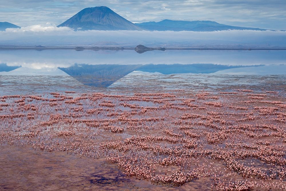 Africa-Tanzania-Aerial view of Ol Doinyo Lengai volcano looming above vast flock art print by Paul Souders for $57.95 CAD