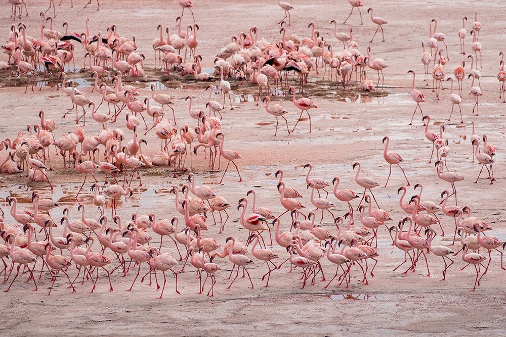 Africa-Tanzania-Aerial view of vast flock of Lesser Flamingos nesting in shallow salt waters art print by Paul Souders for $57.95 CAD