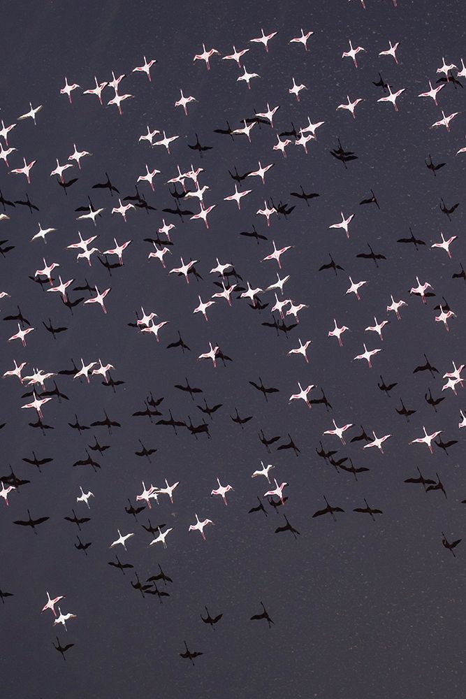 Africa-Tanzania-Aerial view of flock of Lesser Flamingos taking flight above shallow salt waters art print by Paul Souders for $57.95 CAD