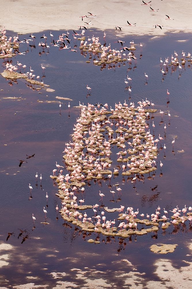 Africa-Tanzania-Aerial view of flock of Lesser Flamingos nesting among salt flats art print by Paul Souders for $57.95 CAD