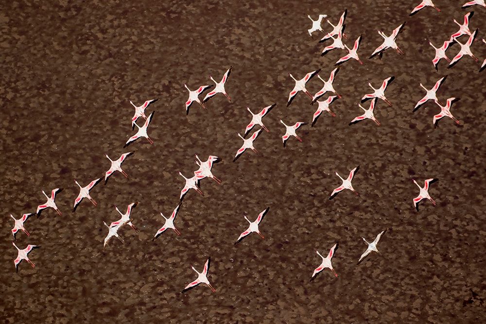 Africa-Tanzania-Aerial view of flock of Lesser Flamingos in flight above shallow waters art print by Paul Souders for $57.95 CAD