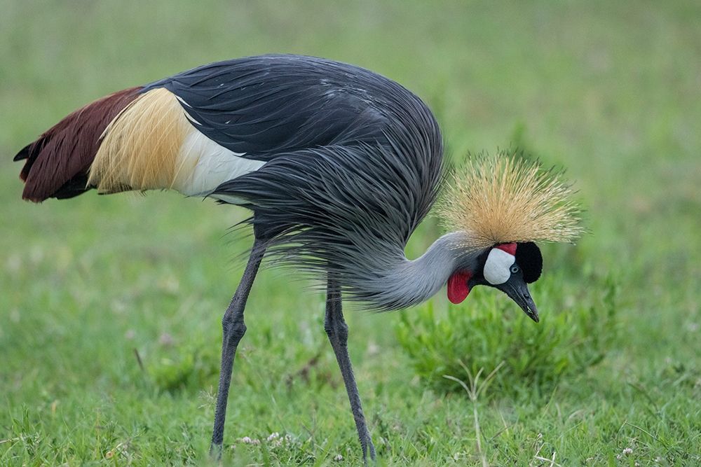 Africa-Tanzania-Ngorongoro Conservation Area-Grey Crowned Crane art print by Paul Souders for $57.95 CAD
