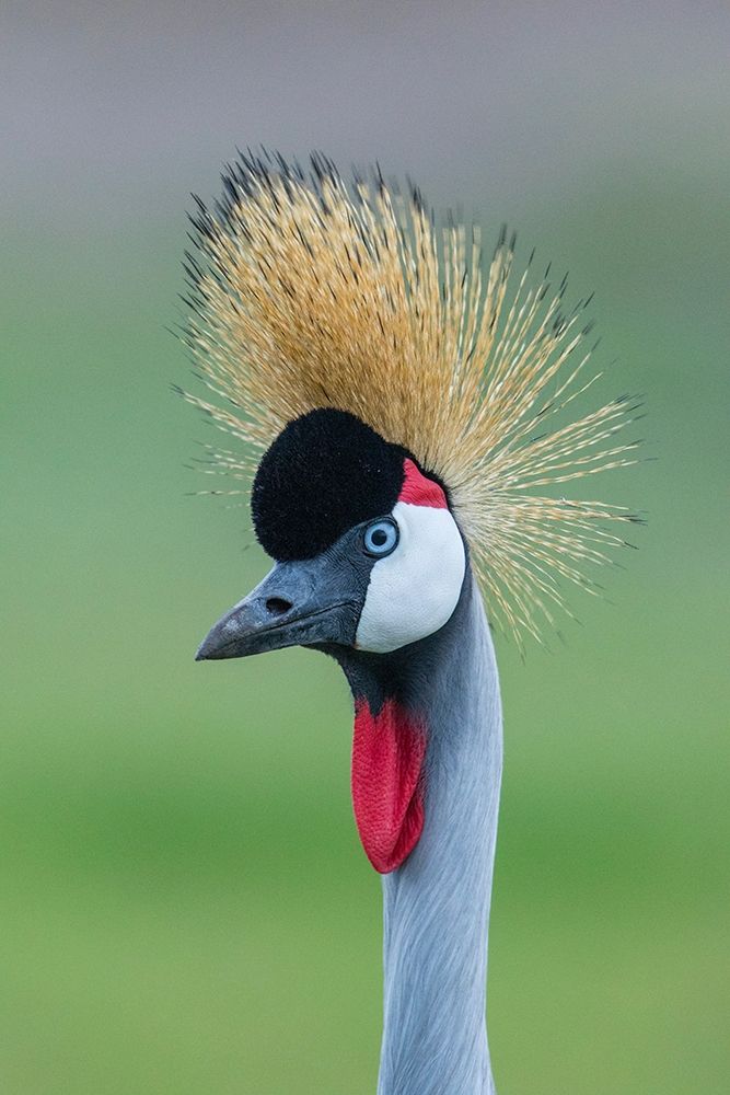 Africa-Tanzania-Ngorongoro Conservation Area-Grey Crowned Crane art print by Paul Souders for $57.95 CAD