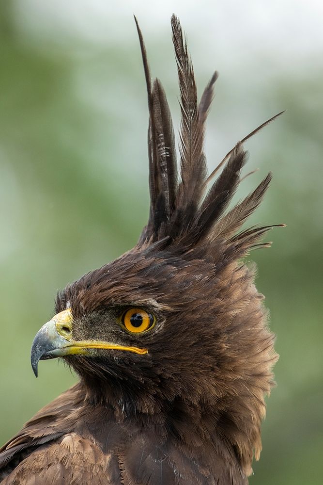 Africa-Tanzania-Ngorongoro Conservation Area-Long- Crested Eagle art print by Paul Souders for $57.95 CAD