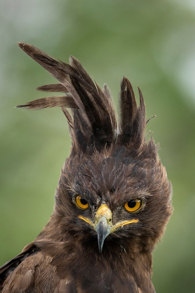 Africa-Tanzania-Ngorongoro Conservation Area-Long- Crested Eagle art print by Paul Souders for $57.95 CAD