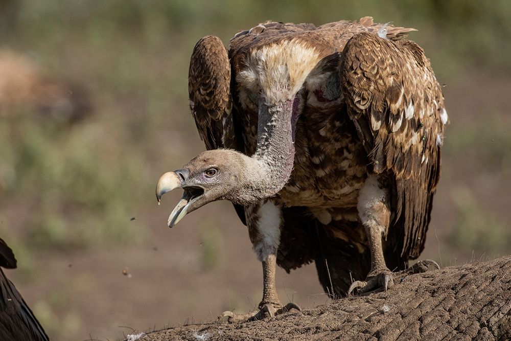 Africa-Tanzania-Ngorongoro Conservation Area-White-backed Vultures art print by Paul Souders for $57.95 CAD