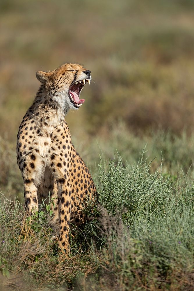 Tanzania-Ngorongoro Conservation Area-Adult Cheetah art print by Paul Souders for $57.95 CAD