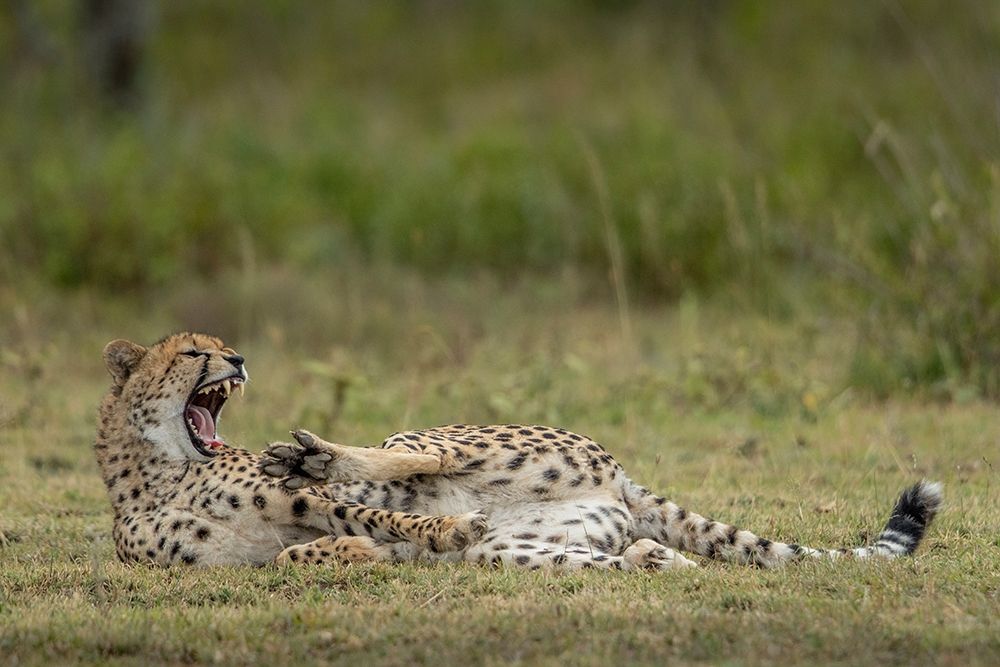 Tanzania-Ngorongoro Conservation Area-Adult Cheetah art print by Paul Souders for $57.95 CAD