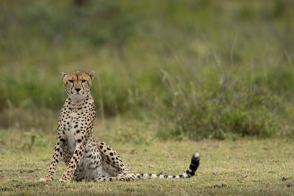 Tanzania-Ngorongoro Conservation Area-Adult Cheetah art print by Paul Souders for $57.95 CAD