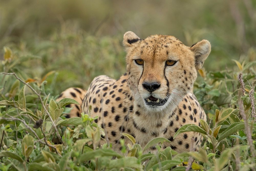 Tanzania-Ngorongoro Conservation Area-Adult Cheetah art print by Paul Souders for $57.95 CAD