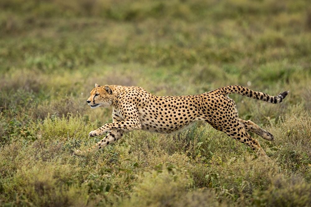 Tanzania-Ngorongoro Conservation Area-Adult Cheetah art print by Paul Souders for $57.95 CAD