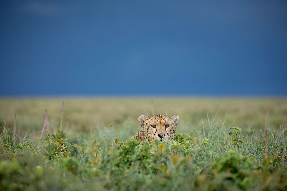 Tanzania-Ngorongoro Conservation Area-Adult Cheetah art print by Paul Souders for $57.95 CAD