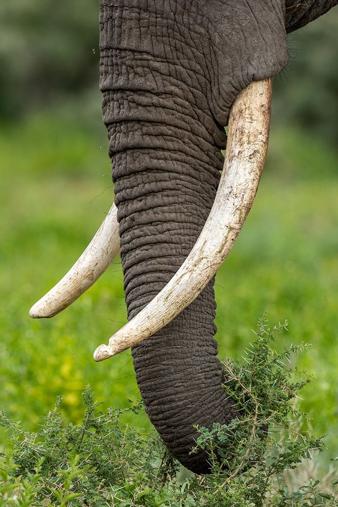 Africa-Tanzania-Ngorongoro Conservation Area-Close up of large ivory tusks of Bull Elephant art print by Paul Souders for $57.95 CAD