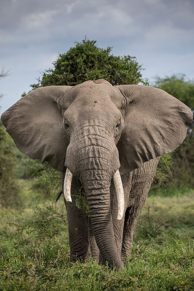 Africa-Tanzania-Ngorongoro Conservation Area-Bull Elephant while feeding art print by Paul Souders for $57.95 CAD