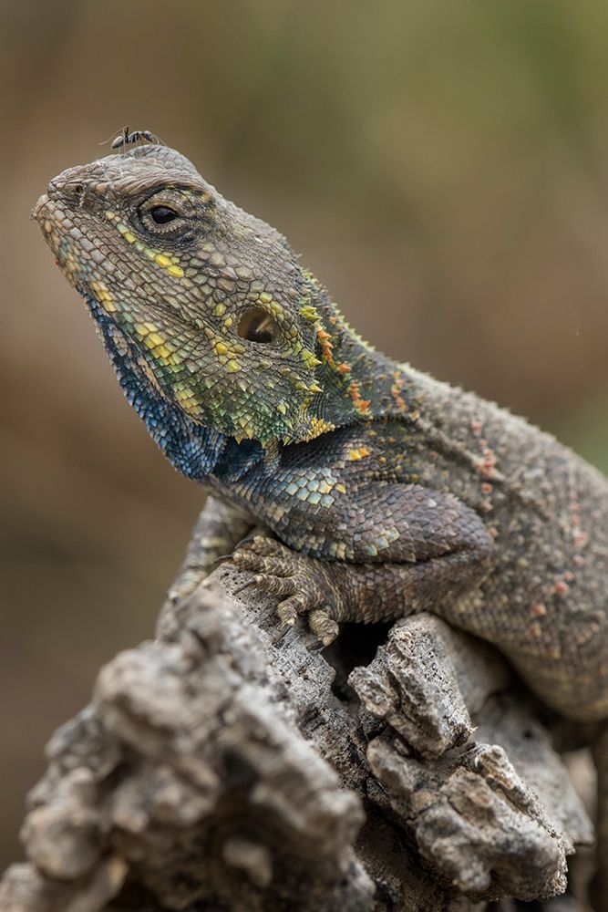 Tanzania-Ngorongoro Conservation Area-Ndutu Plains-Small ant walks across head of Agama Lizard art print by Paul Souders for $57.95 CAD