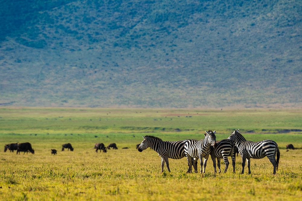 Plains zebras-Equus quagga-Ngorongoro crater-Ngorongoro Conservation Area-Serengeti-Tanzania art print by Sergio Pitamitz for $57.95 CAD
