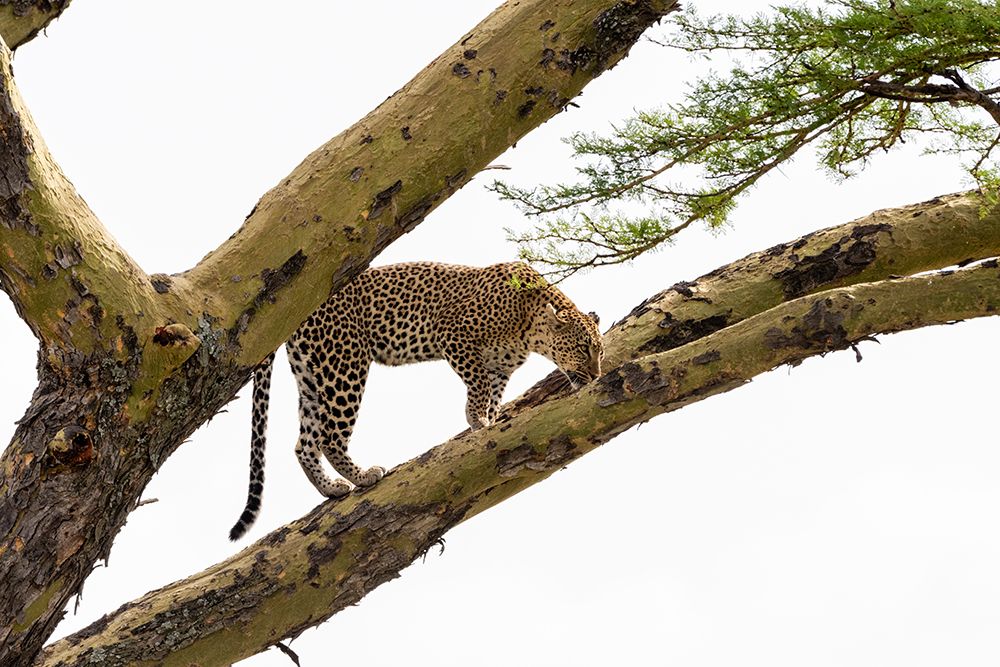 Leopard-Panthera pardus-on a tree-Seronera-Serengeti National Park-Tanzania art print by Sergio Pitamitz for $57.95 CAD