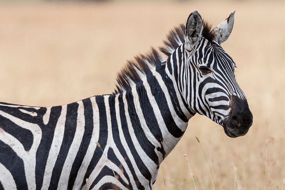 Plains zebra-Equus quagga-Seronera-Serengeti National Park-Tanzania art print by Sergio Pitamitz for $57.95 CAD