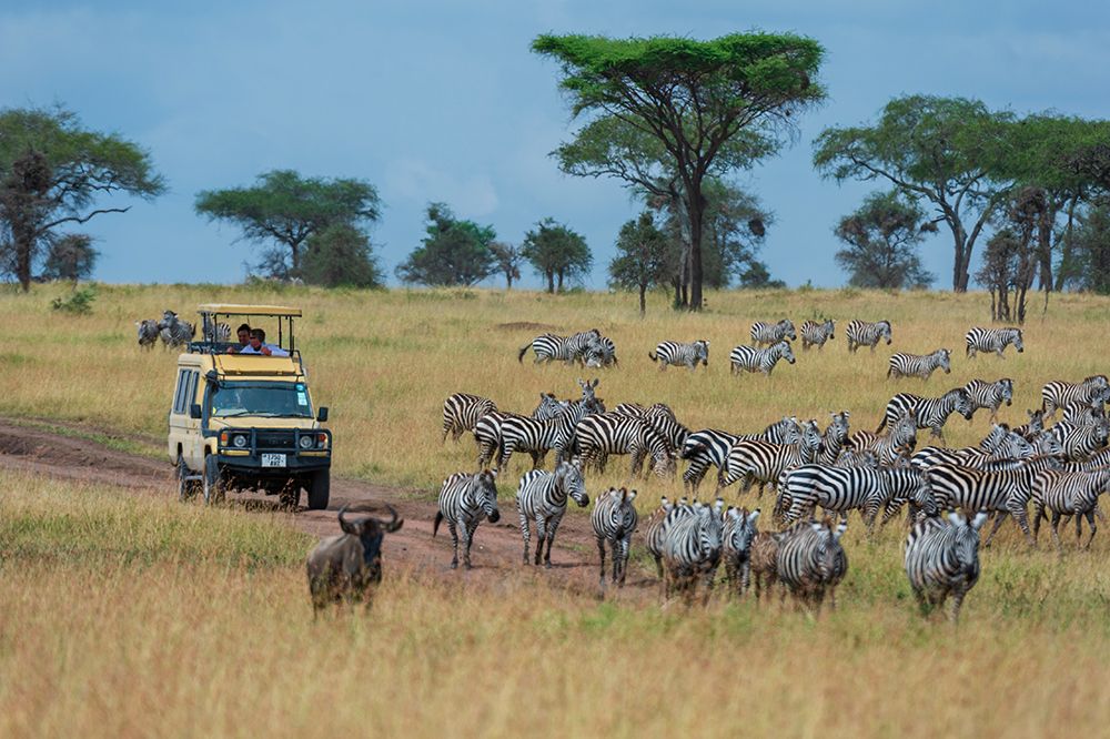 Plains zebras-Equus quagga-Seronera-Serengeti National Park-Tanzania art print by Sergio Pitamitz for $57.95 CAD