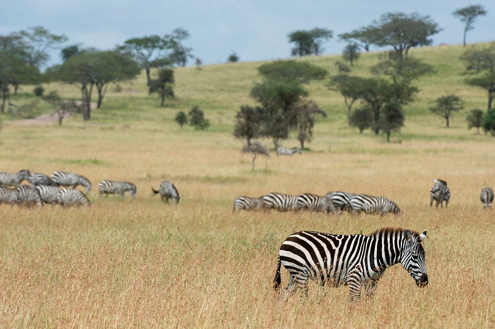 Plains zebras-Equus quagga-Seronera-Serengeti National Park-Tanzania art print by Sergio Pitamitz for $57.95 CAD
