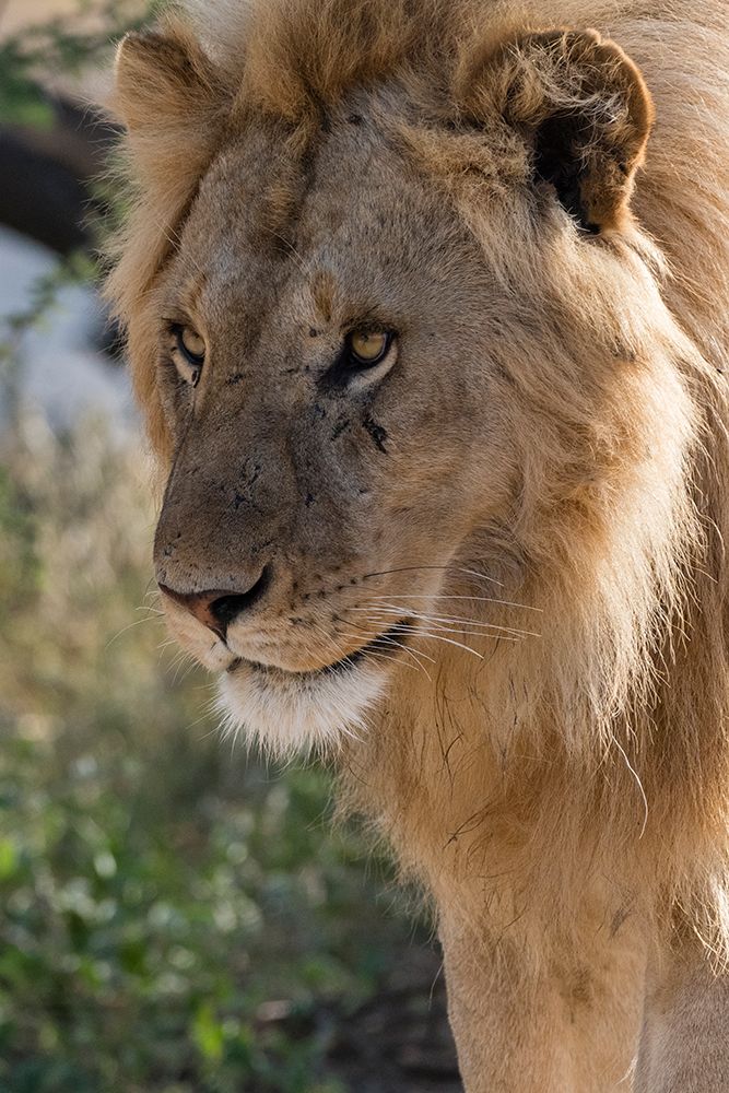 Lion-Panthera leo-Ndutu-Ngorongoro Conservation Area-Serengeti-Tanzania art print by Sergio Pitamitz for $57.95 CAD