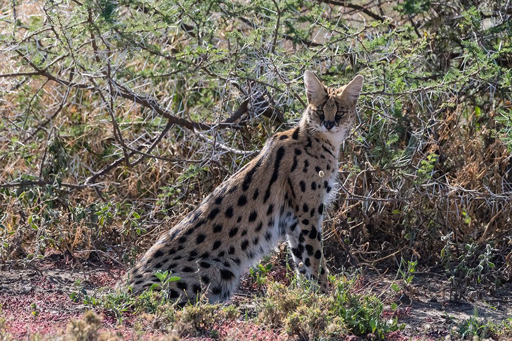 Serval-Leptailurus serval-Ndutu-Ngorongoro Conservation Area-Serengeti-Tanzania art print by Sergio Pitamitz for $57.95 CAD