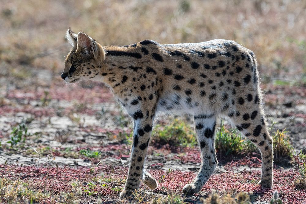 Serval-Leptailurus serval-Ndutu-Ngorongoro Conservation Area-Serengeti-Tanzania art print by Sergio Pitamitz for $57.95 CAD