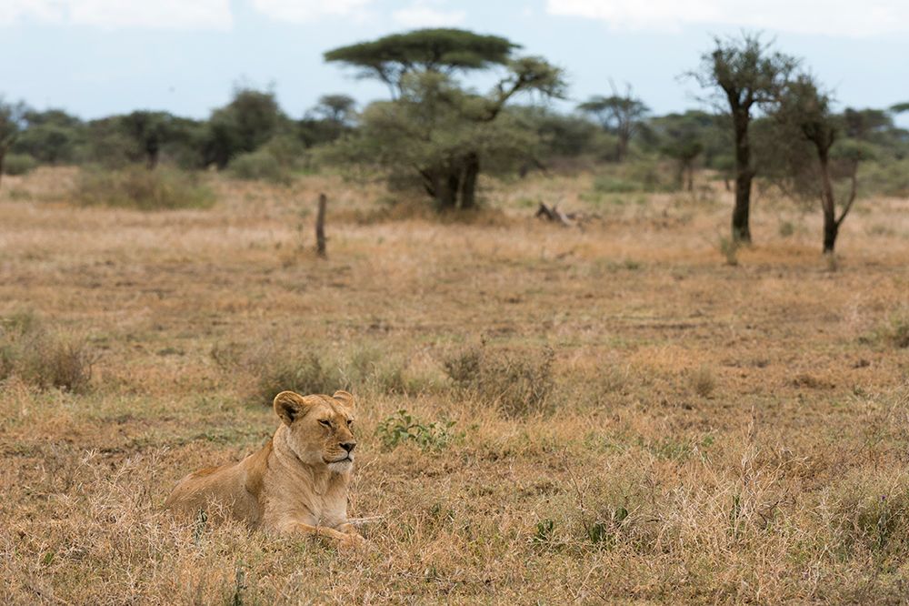 Lion-Panthera leo-Ndutu-Ngorongoro Conservation Area-Serengeti-Tanzania art print by Sergio Pitamitz for $57.95 CAD