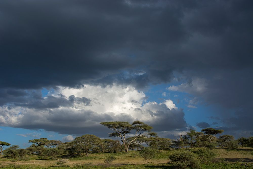 Rainstorm approaching Ndutu-Ngorongoro Conservation Area-Serengeti-Tanzania art print by Sergio Pitamitz for $57.95 CAD