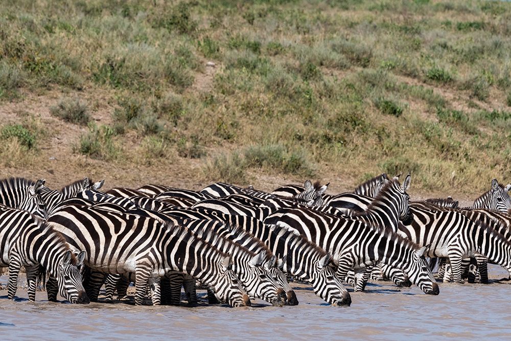 A herd of plains zebras-Hidden Valley lake-Ndutu-Ngorongoro Conservation Area-Serengeti-Tanzania art print by Sergio Pitamitz for $57.95 CAD