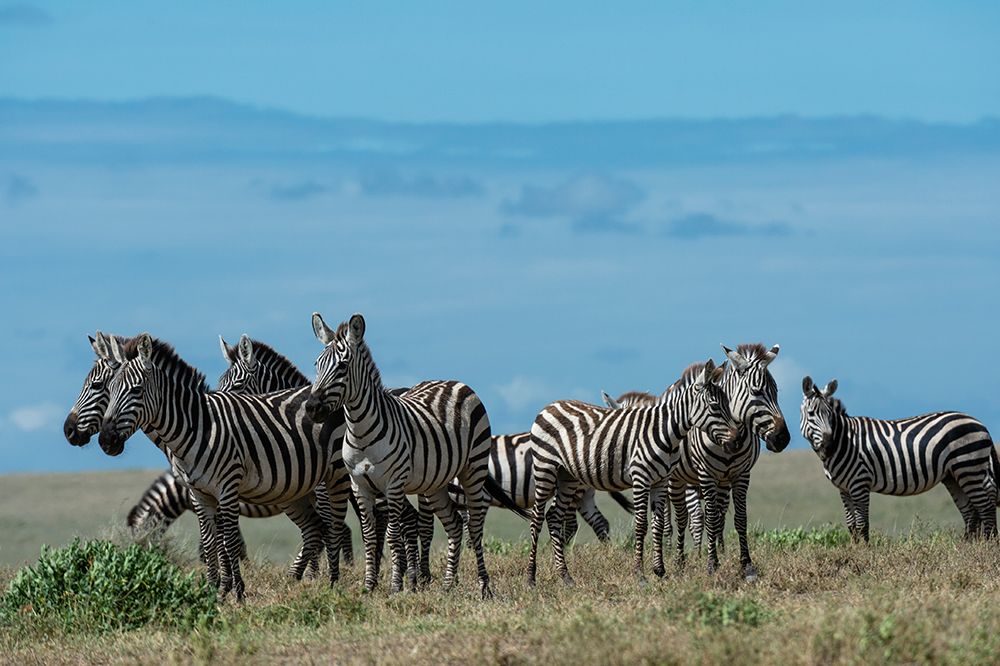 Plains zebras-Equus quagga-Ndutu-Ngorongoro Conservation Area-Serengeti-Tanzania art print by Sergio Pitamitz for $57.95 CAD