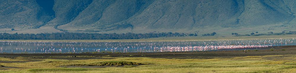 Greater flamingos-Ngorongoro crater-Ngorongoro Conservation Area-Serengeti-Tanzania art print by Sergio Pitamitz for $57.95 CAD