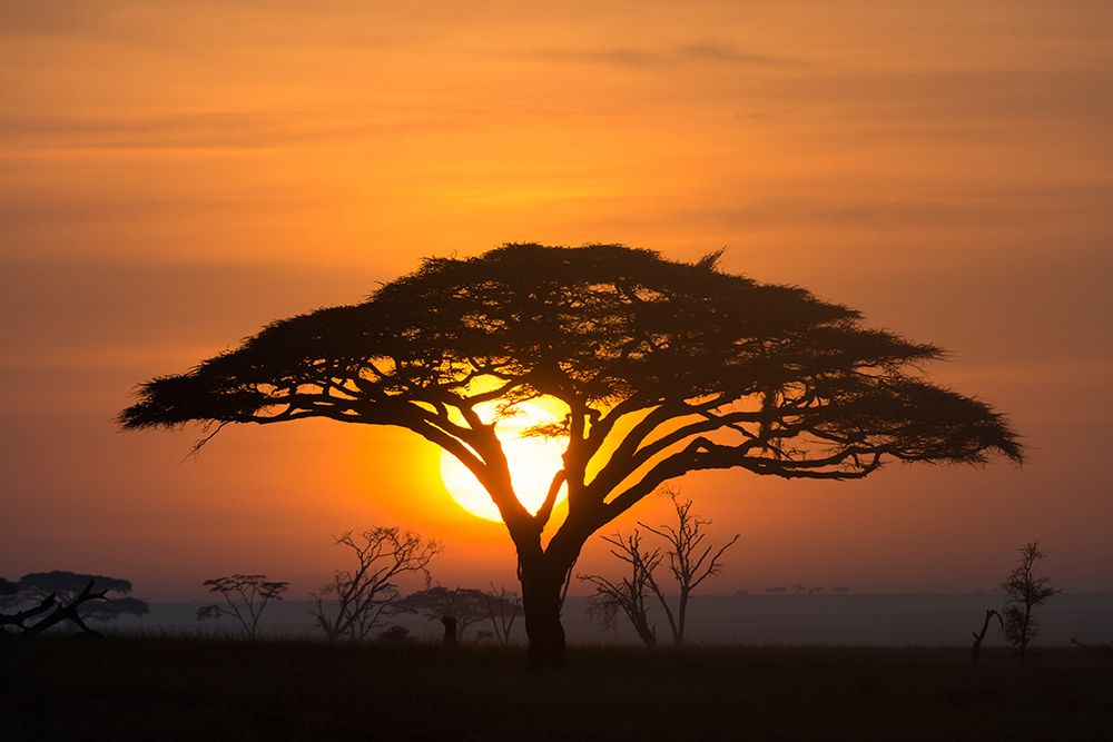 Acacia tree at sunrise art print by Sergio Pitamitz for $57.95 CAD