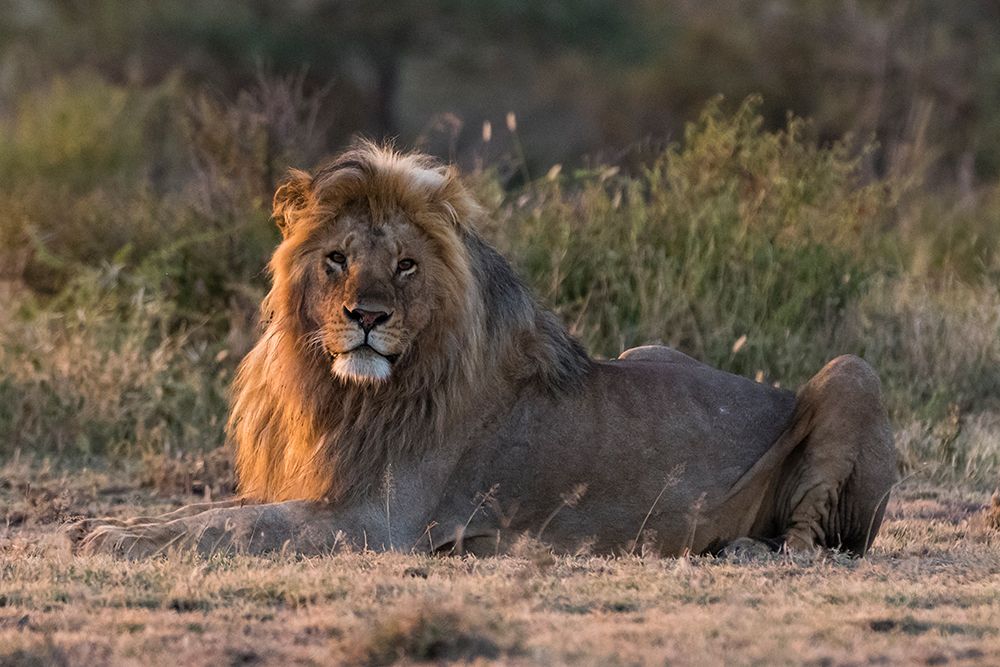 Male lion resting at sunrise-looking at the camera Ndutu-Ngorongoro Conservation Area-Tanzania art print by Sergio Pitamitz for $57.95 CAD