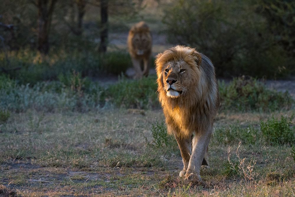 Two male lions patrolling the territory at sunrise Ndutu-Ngorongoro Conservation Area-Tanzania art print by Sergio Pitamitz for $57.95 CAD