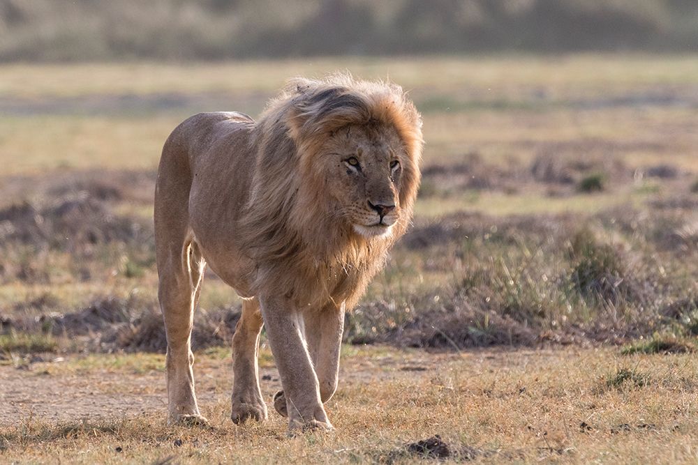 A male lion patrolling the territory Ndutu-Ngorongoro Conservation Area-Tanzania art print by Sergio Pitamitz for $57.95 CAD