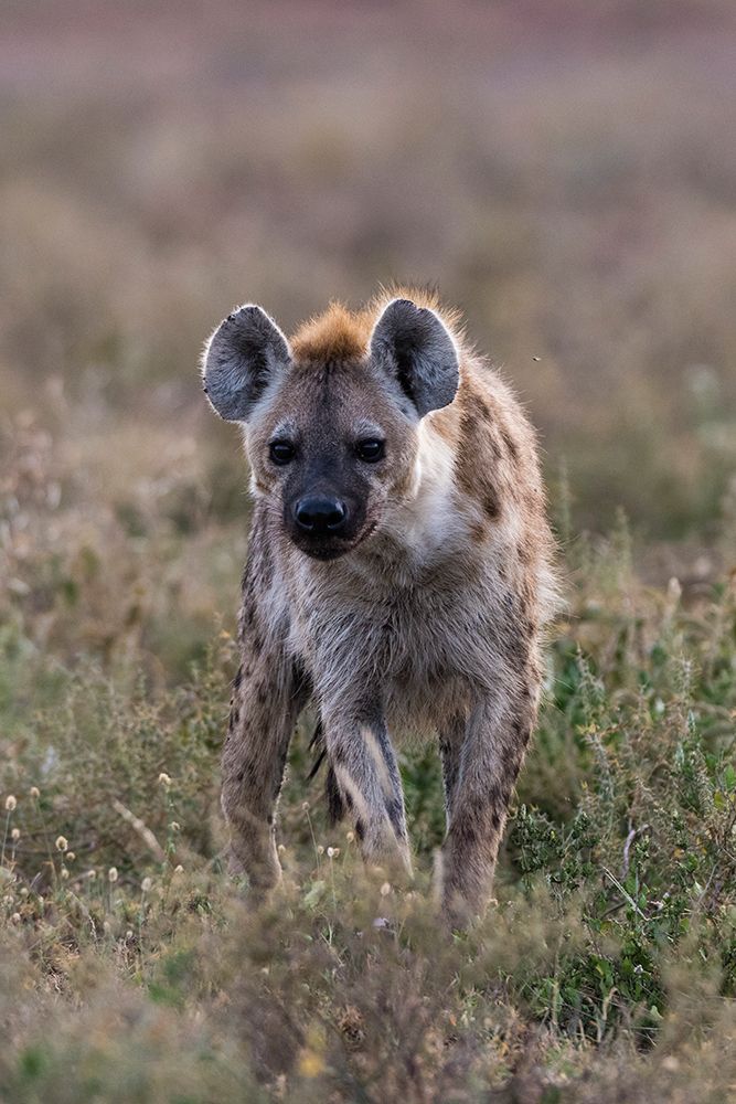 Portrait of a spotted hyena-Crocuta Crocuta Ndutu-Ngorongoro Conservation Area-Tanzania art print by Sergio Pitamitz for $57.95 CAD