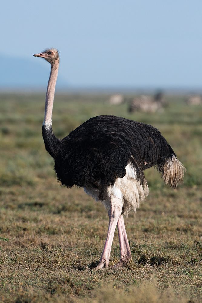 Portrait of a male ostrich in Ndutu plains Ndutu-Ngorongoro Conservation Area-Tanzania art print by Sergio Pitamitz for $57.95 CAD