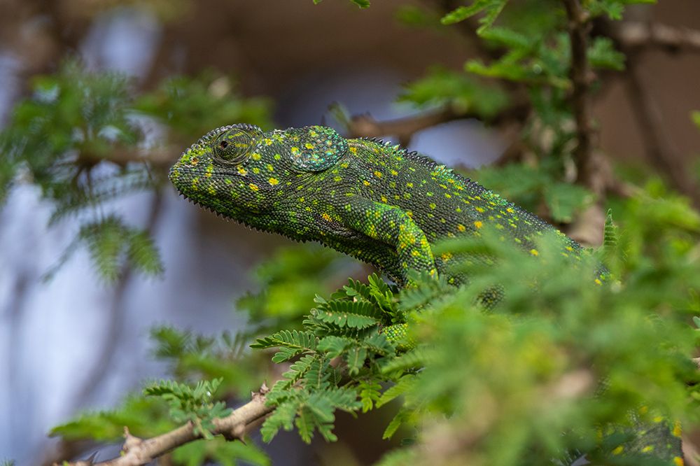 A flap-necked chameleon in a tree Ndutu-Ngorongoro Conservation Area-Tanzania art print by Sergio Pitamitz for $57.95 CAD