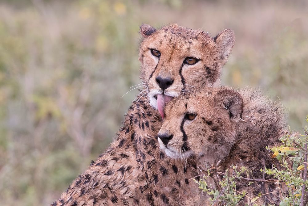 Cheetah cubs bonding-while waiting the call for dinner-Serengeti-Tanzania-Africa art print by Tom Norring for $57.95 CAD
