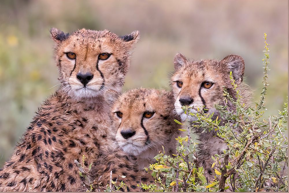 Cheetah cubs trying to hide behind bush-but too curious to stay in hiding-Serengeti-Tanzania-Africa art print by Tom Norring for $57.95 CAD
